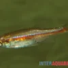 Roter Zwergbärbling, Microrasbora rubescens