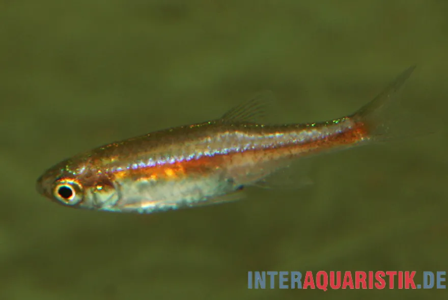 Roter Zwergbärbling, Microrasbora rubescens