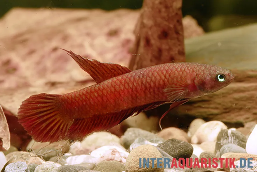Roter Zwergkampffisch, Betta rutilans