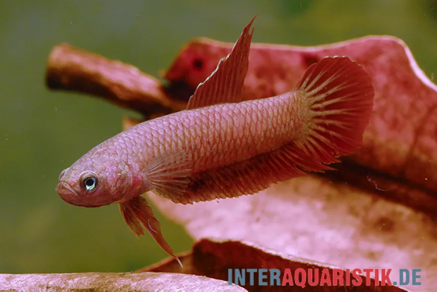 Roter Zwergkampffisch, Betta rutilans