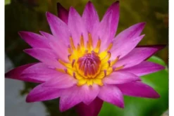 Rote Seerose, Nymphaea dang ma miew
