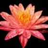 Rote Seerose, Nymphaea wanwisaa
