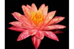 Rote Seerose, Nymphaea wanwisaa