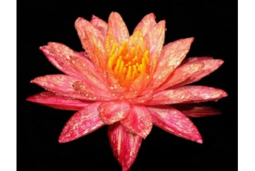 Rote Seerose, Nymphaea wanwisaa