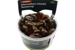 Rotes Papageienblatt, Alternanthera reineckii "Rosanervig", In Vitro
