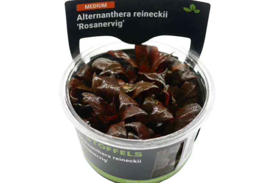 Rotes Papageienblatt, Alternanthera reineckii "Rosanervig", In Vitro