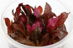 Rotes Papageienblatt, Alternanthera reineckii "Rosanervig", In Vitro