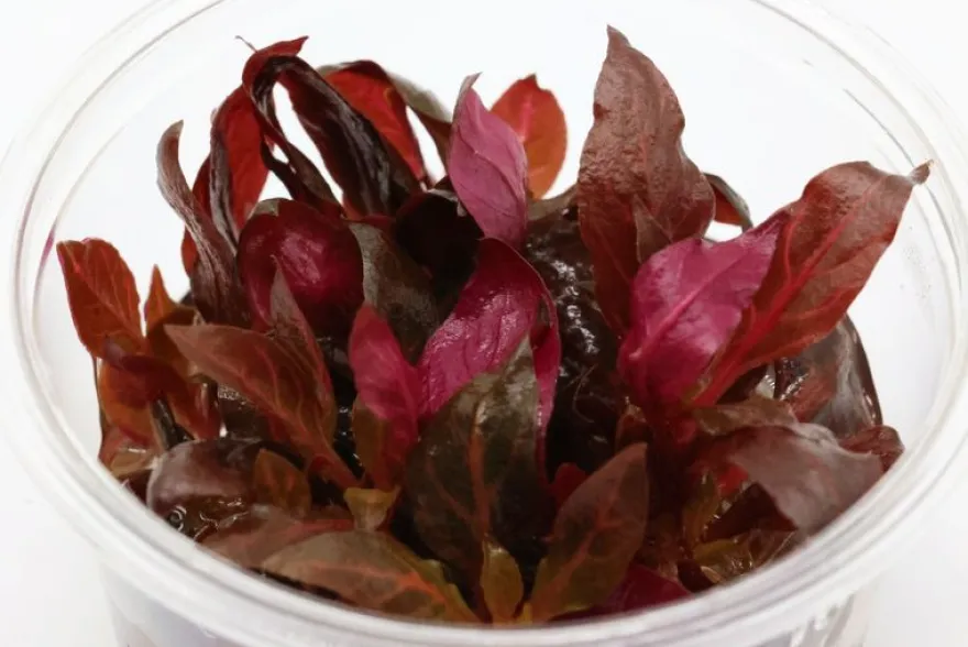 Rotes Papageienblatt, Alternanthera reineckii "Rosanervig", In Vitro