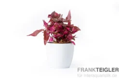 Rotes Papageienblatt, Alternanthera reineckii