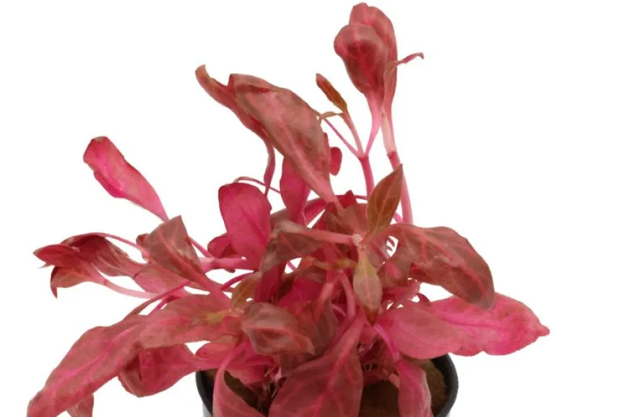 Rotes Papageienblatt, Alternanthera reineckii "Rosanervig", In Vitro