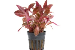 Rotes Papageienblatt, Alternanthera reineckii