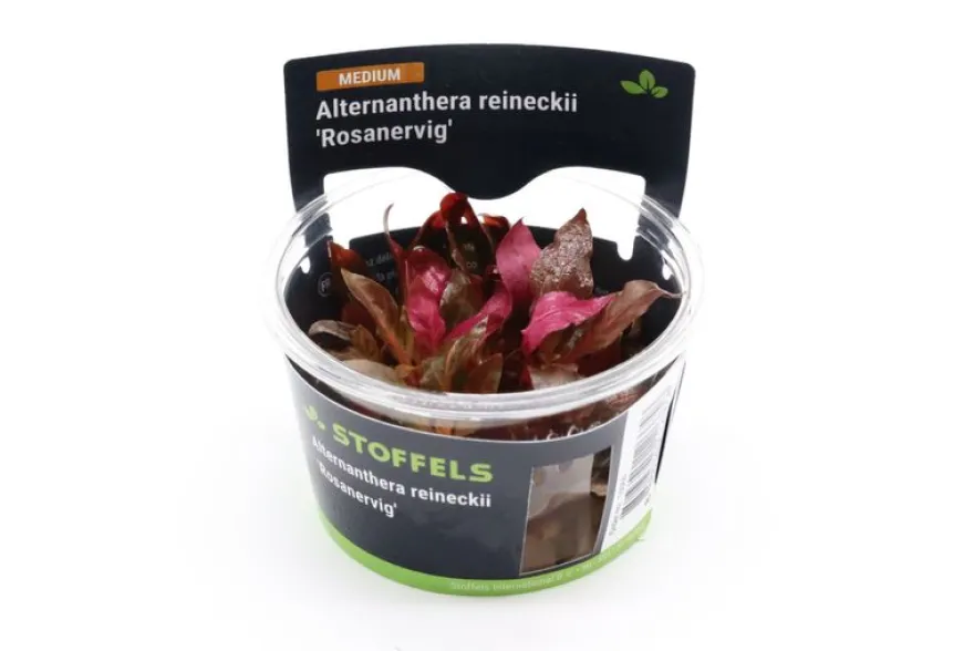 Rotes Papageienblatt, Alternanthera reineckii "Rosanervig", In Vitro