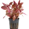 Rotes Papageienblatt, Alternanthera reineckii "Rosanervig", im Topf