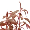 Rotes Papageienblatt, Alternanthera reineckii "Rosa", im Topf