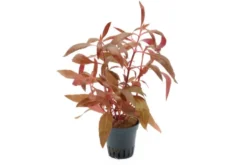 Rotes Papageienblatt, Alternanthera reineckii "Rosa", im Topf