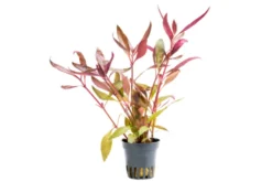 Rotes Papageienblatt, Alternanthera reineckii 
