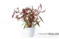 Rotes Papageienblatt, Alternanthera reineckii 