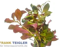Rote Sternludwigie, Ludwigia glandulosa, Bund