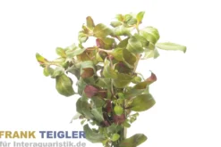 Rote Sternludwigie, Ludwigia glandulosa, Bund