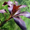 Rote Sternludwigie, Ludwigia glandulosa, im Topf