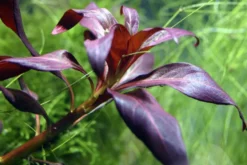 Rote Sternludwigie, Ludwigia glandulosa, im Topf