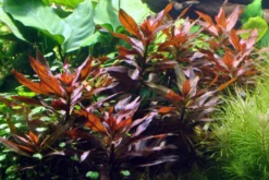 Rote Sternludwigie, Ludwigia glandulosa, im Topf
