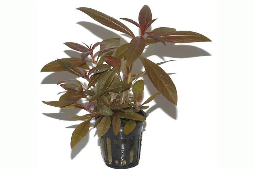 Rote Sternludwigie, Ludwigia glandulosa, im Topf