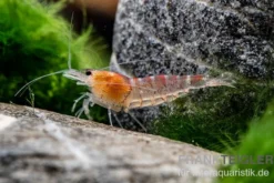 Rote Tigergarnele, Caridina mariae red