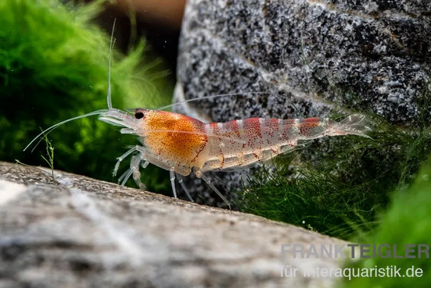 Rote Tigergarnele, Caridina mariae red