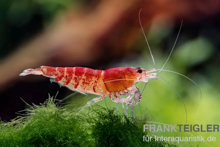 Rote Tigergarnele, Caridina mariae red