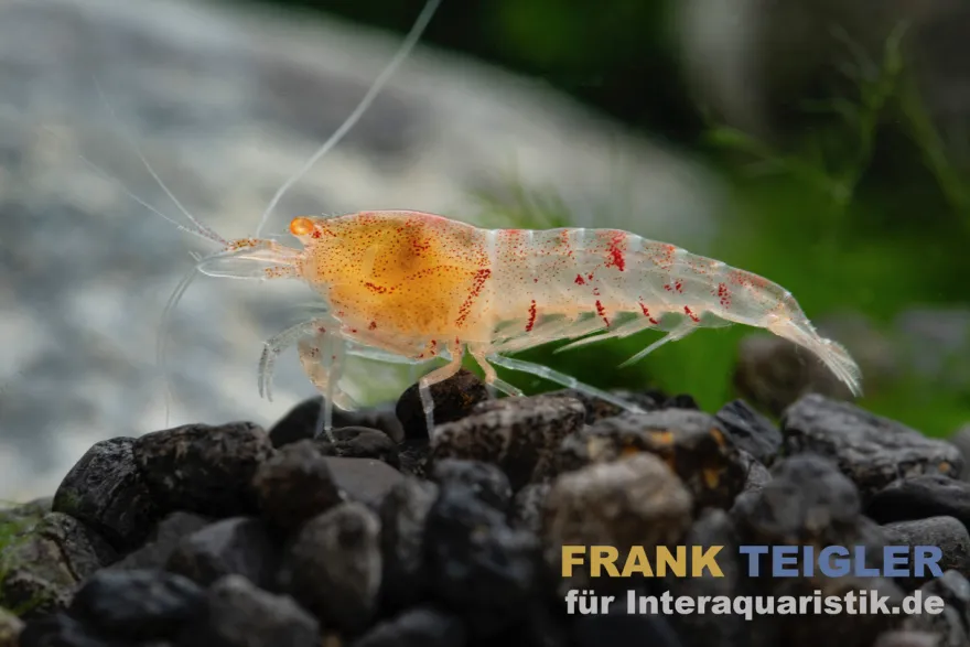 Rote Tigergarnele "Orange Eye", Caridina mariae "Red"