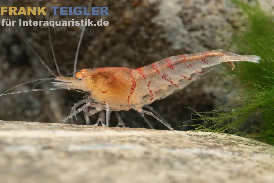 Rote Tigergarnele "Orange Eye", Caridina mariae "Red"