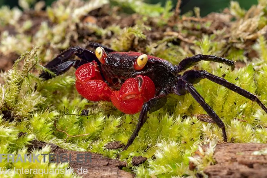 Rote Vampirkrabbe, Geosesarma hagen (Red Devil Crab), Zufällig ausgewählt
