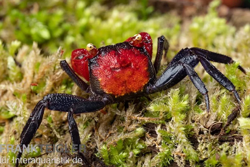 Rote Vampirkrabbe, Geosesarma hagen (Red Devil Crab), Zufällig ausgewählt