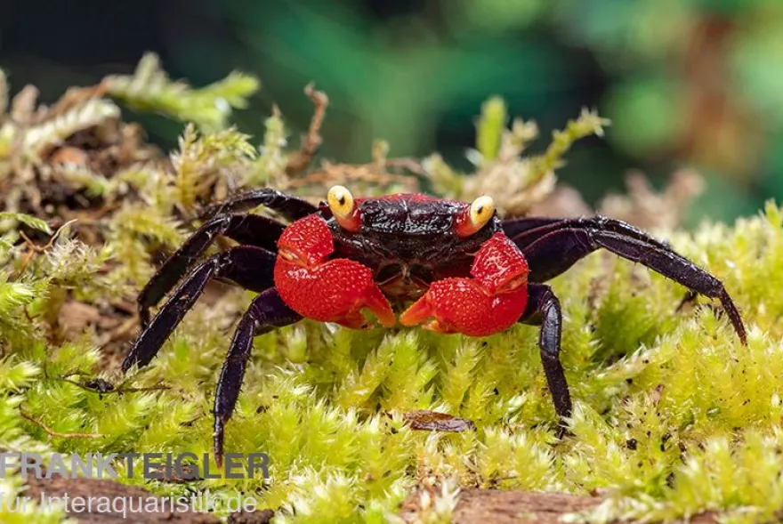 Rote Vampirkrabbe, Geosesarma hagen (Red Devil Crab), Zufällig ausgewählt