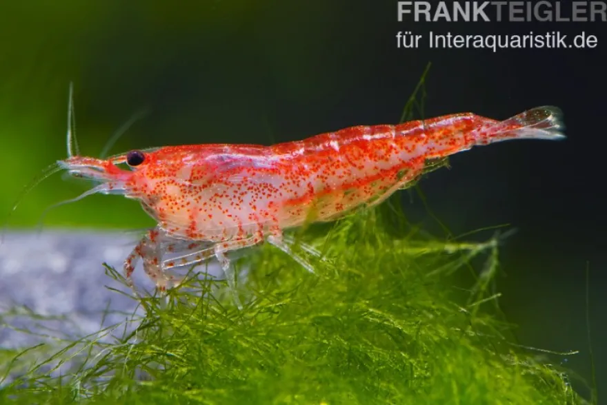 Rote Zwerggarnele, Neocaridina davidi "Red fire"