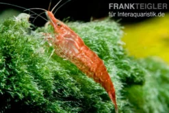 Rote Zwerggarnele, Neocaridina davidi "Red fire"