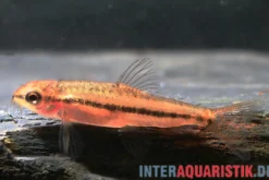 Rote Zwergschmerle, Physoschistura mango (Yunnanilus sp. Rosy)