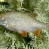Rotfeder, Scardinius erythrophthalmus, 7-10 cm (Kaltwasser)