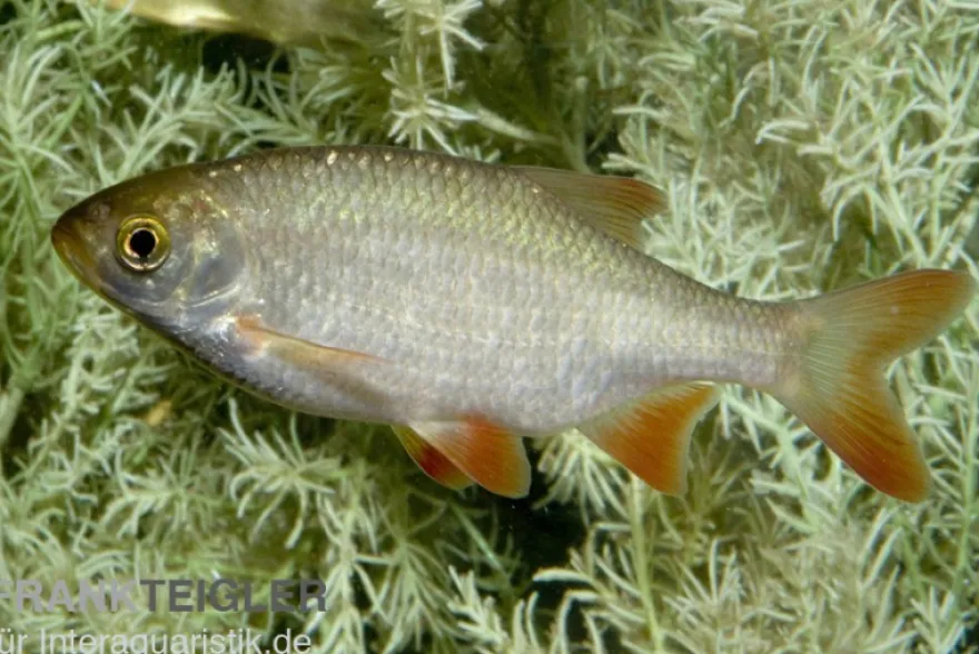 Rotfeder, Scardinius erythrophthalmus, 7-10 cm (Kaltwasser)