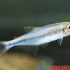 Rotfettflossen-Salmler, Knodus sp. Red Adipose Fin