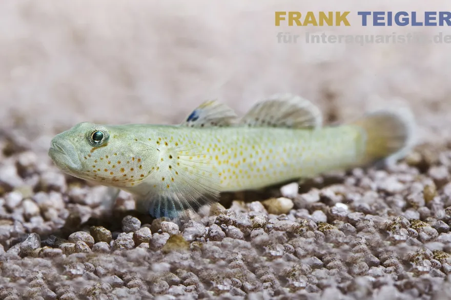 Rotfleckengrundel, Rhinogobius reubromaculatus