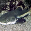 Rotflossen-Antennenwels, Phractocephalus hemioliopterus