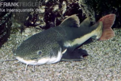 Rotflossen-Antennenwels, Phractocephalus hemioliopterus