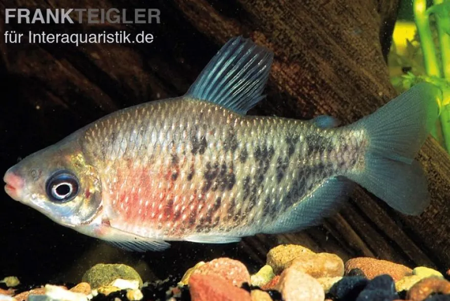 Rotflossen-Distichodus, Distichodus affinis