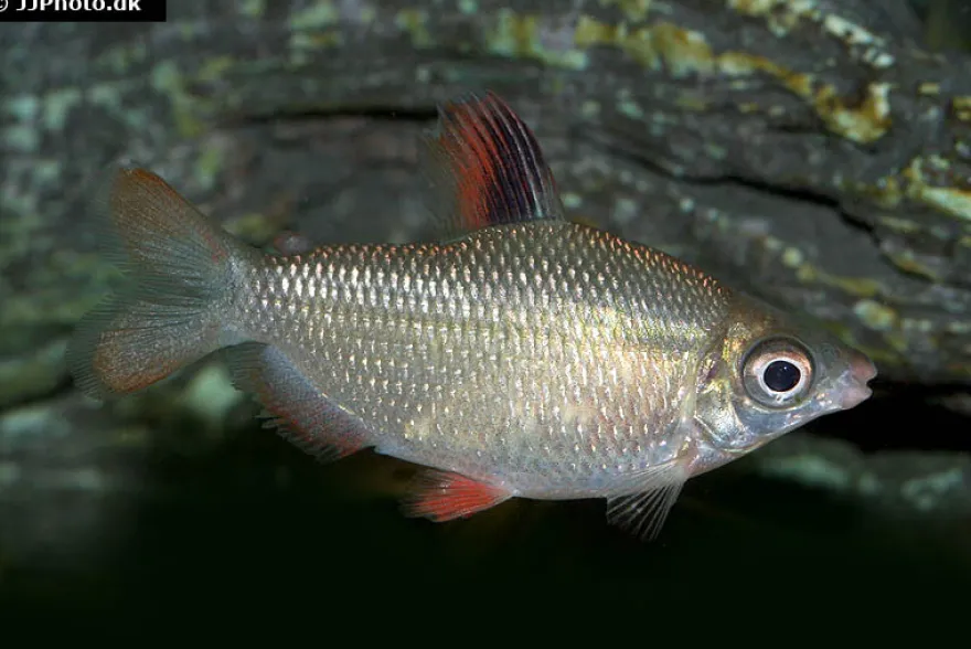 Rotflossen-Distichodus, Distichodus affinis