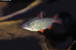 Rotflossen-Distichodus, Distichodus affinis