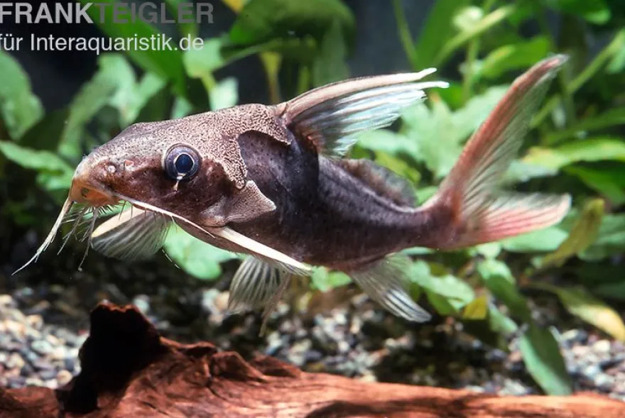 Rotflossen-Fiederbartwels, Synodontis clarias