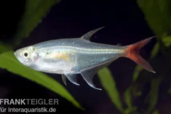 Rotflossen-Glassalmler, Prionobrama filigera