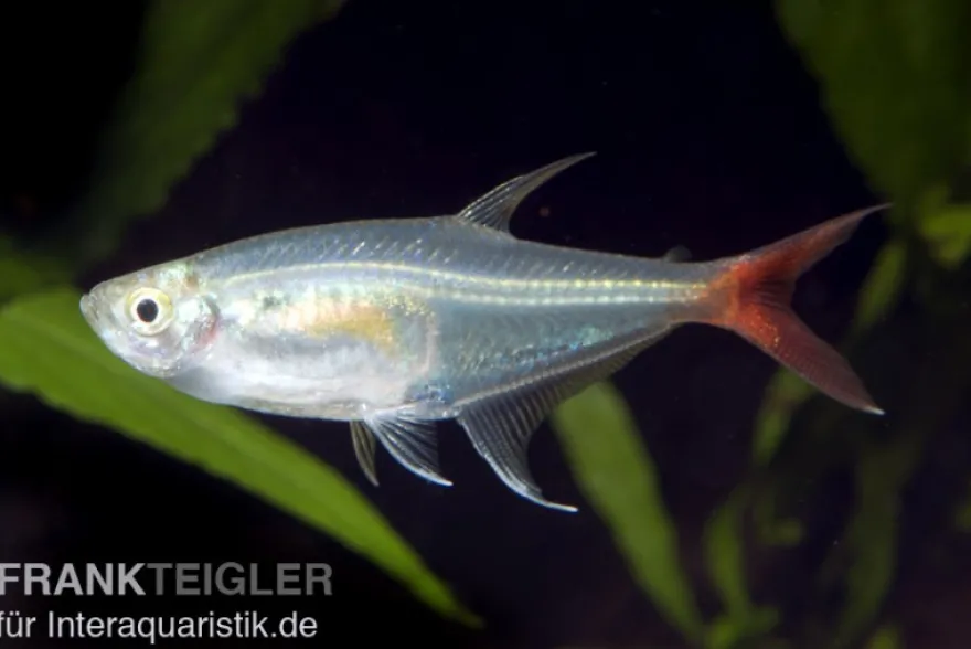 Rotflossen-Glassalmler, Prionobrama filigera